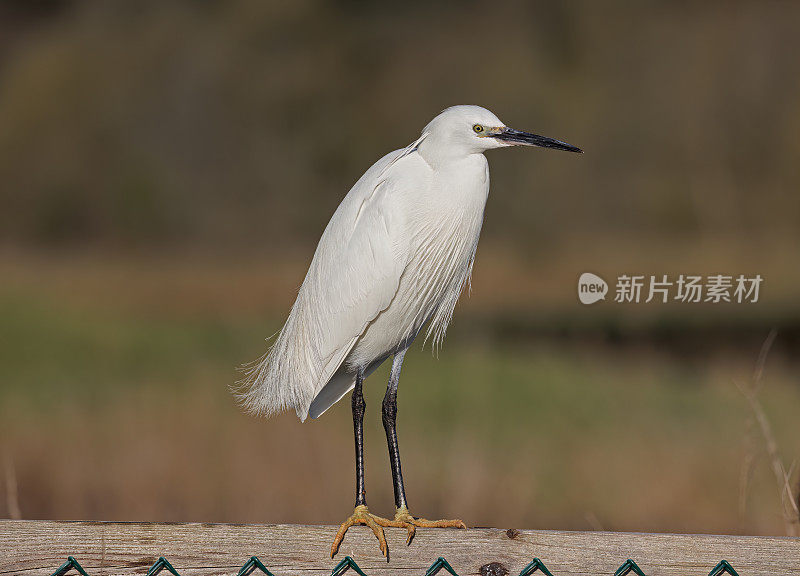 小白鹭(Egretta garzetta)